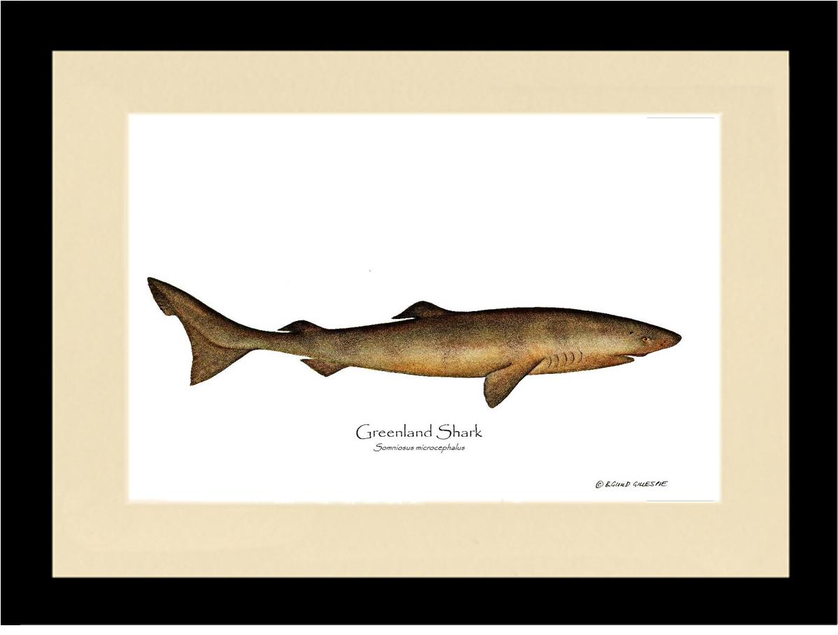 Greenland Shark Somniosus microcephalus | Wall Art Fish Print