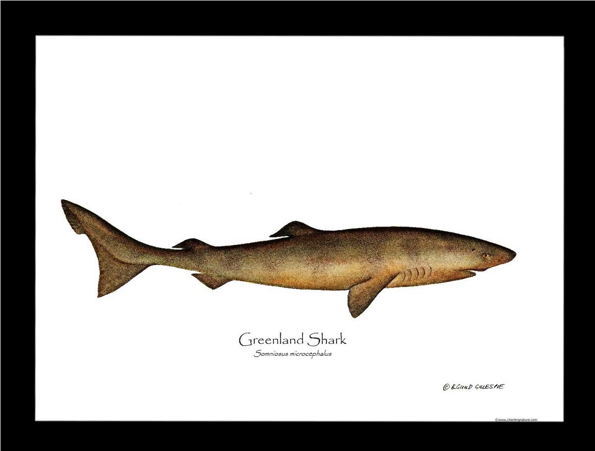 Greenland Shark Somniosus microcephalus | Wall Art Fish Print