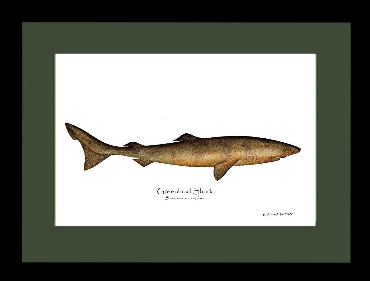 Greenland Shark Somniosus microcephalus | Wall Art Fish Print
