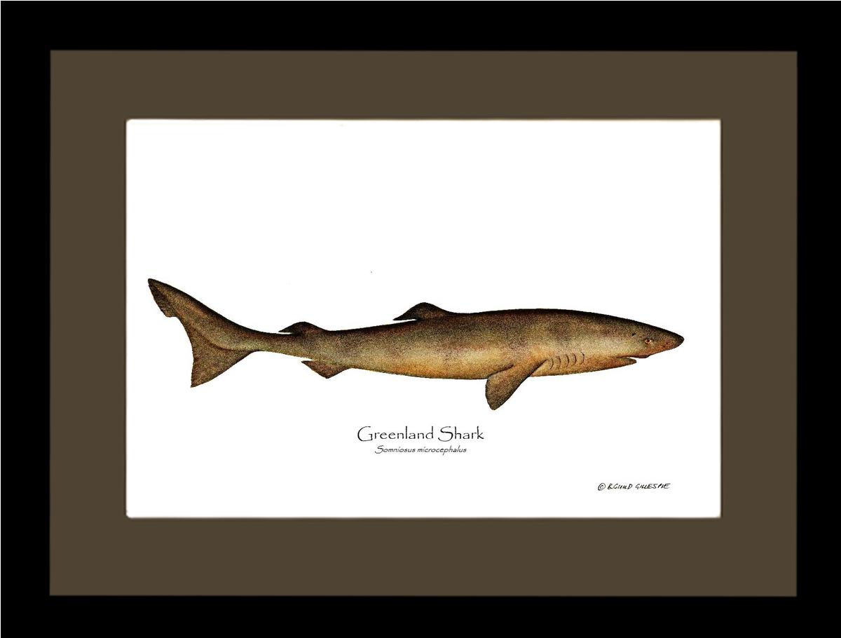 Greenland Shark Somniosus microcephalus | Wall Art Fish Print