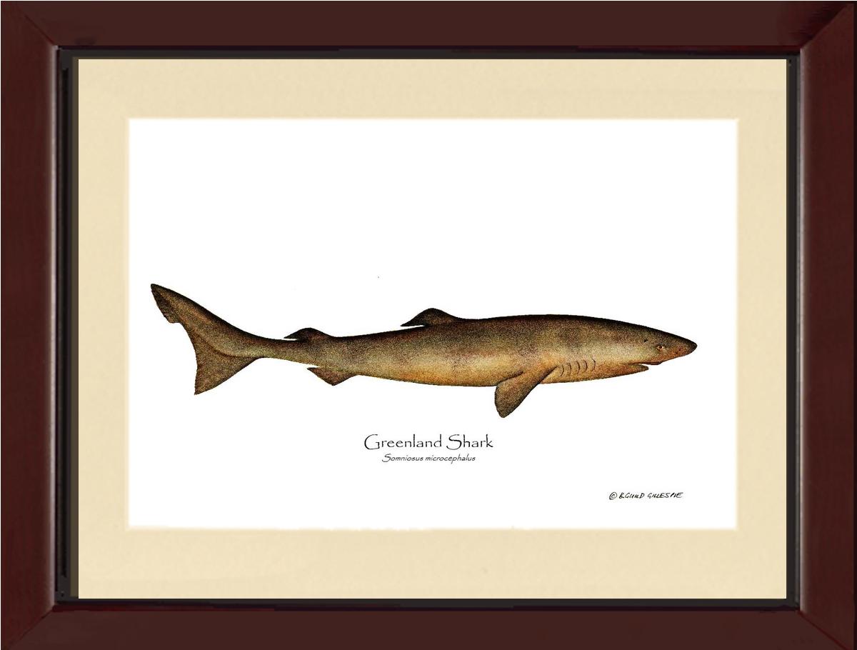 Greenland Shark Somniosus microcephalus | Wall Art Fish Print