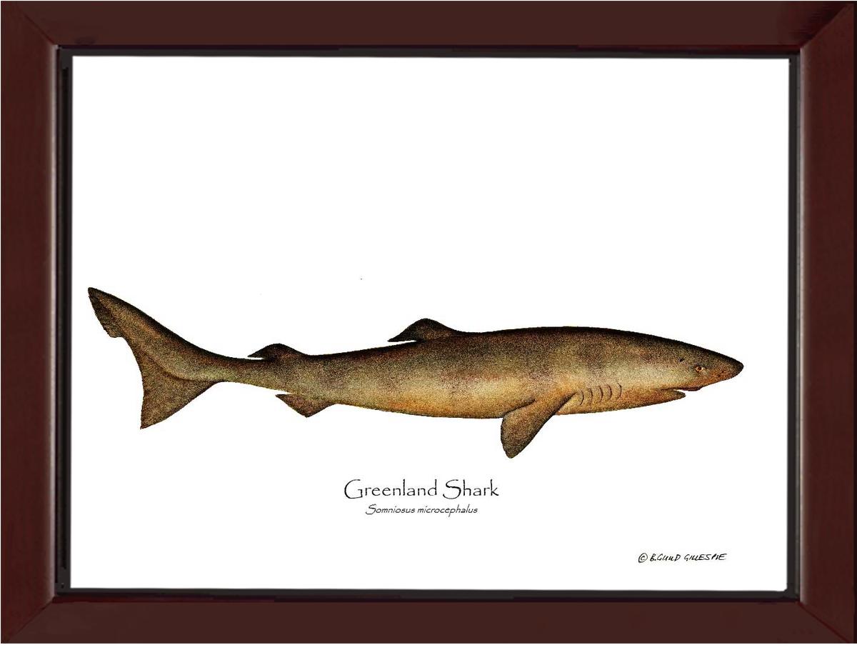 Greenland Shark Somniosus microcephalus | Wall Art Fish Print