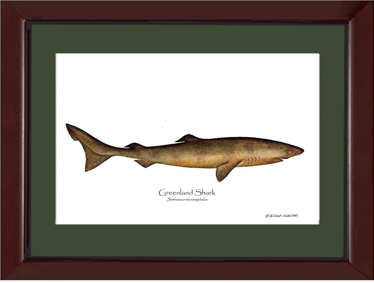 Greenland Shark Somniosus microcephalus | Wall Art Fish Print