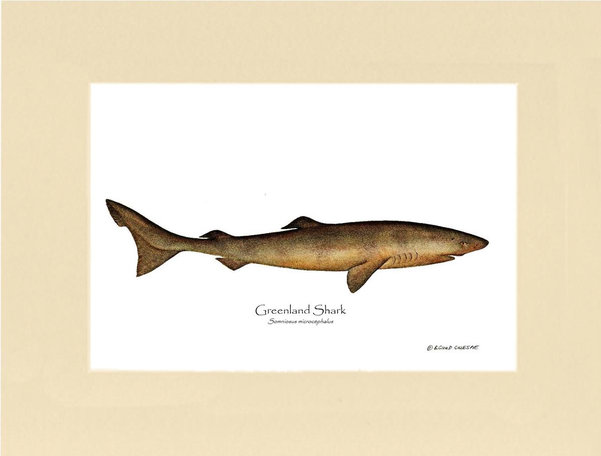 Greenland Shark Somniosus microcephalus | Wall Art Fish Print