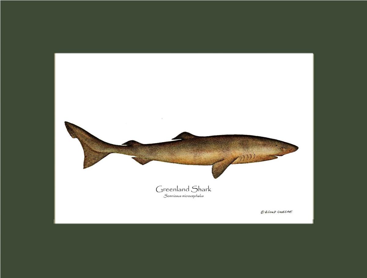Greenland Shark Somniosus microcephalus | Wall Art Fish Print
