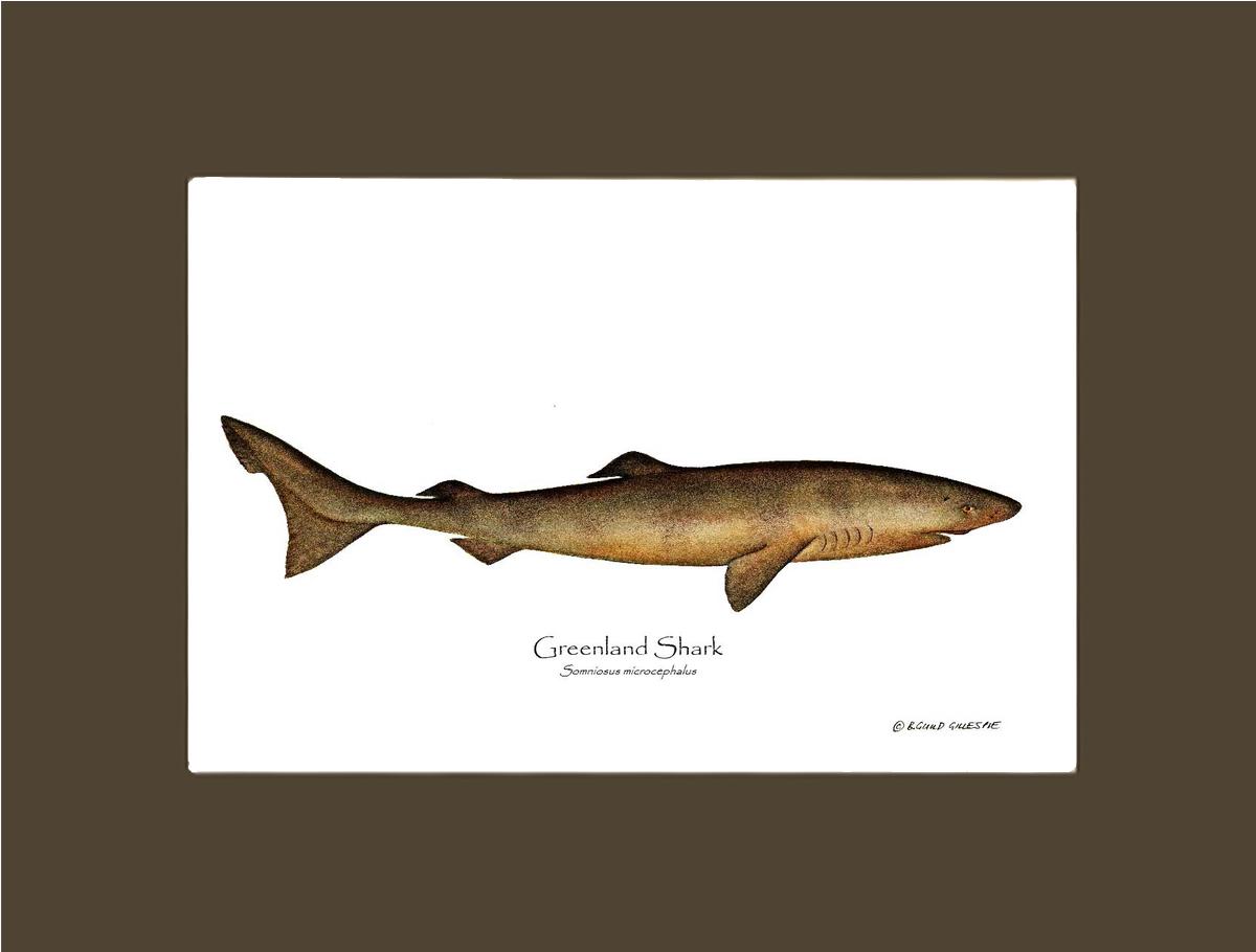Greenland Shark Somniosus microcephalus | Wall Art Fish Print