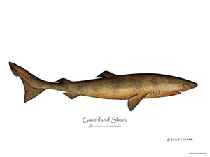 Fish Print: Greenland Shark Somniosus microcephalus