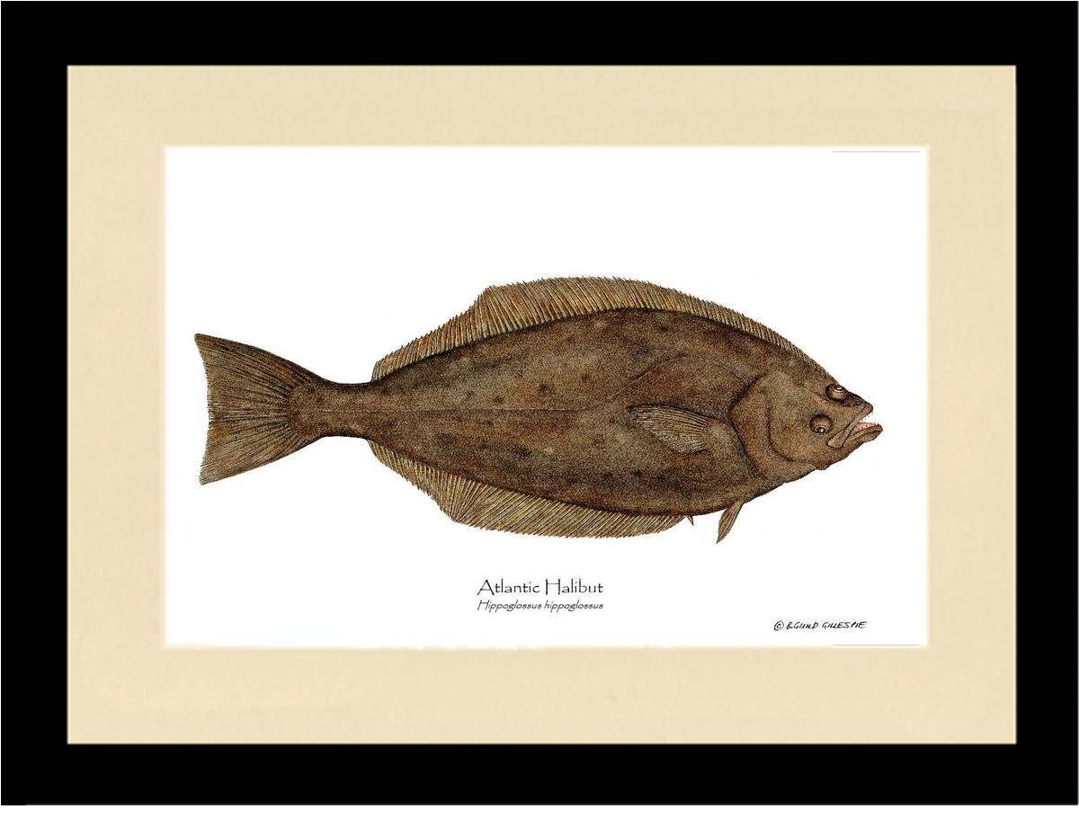Halibut Hippoglossus hippoglossus | Wall Art Fish Print