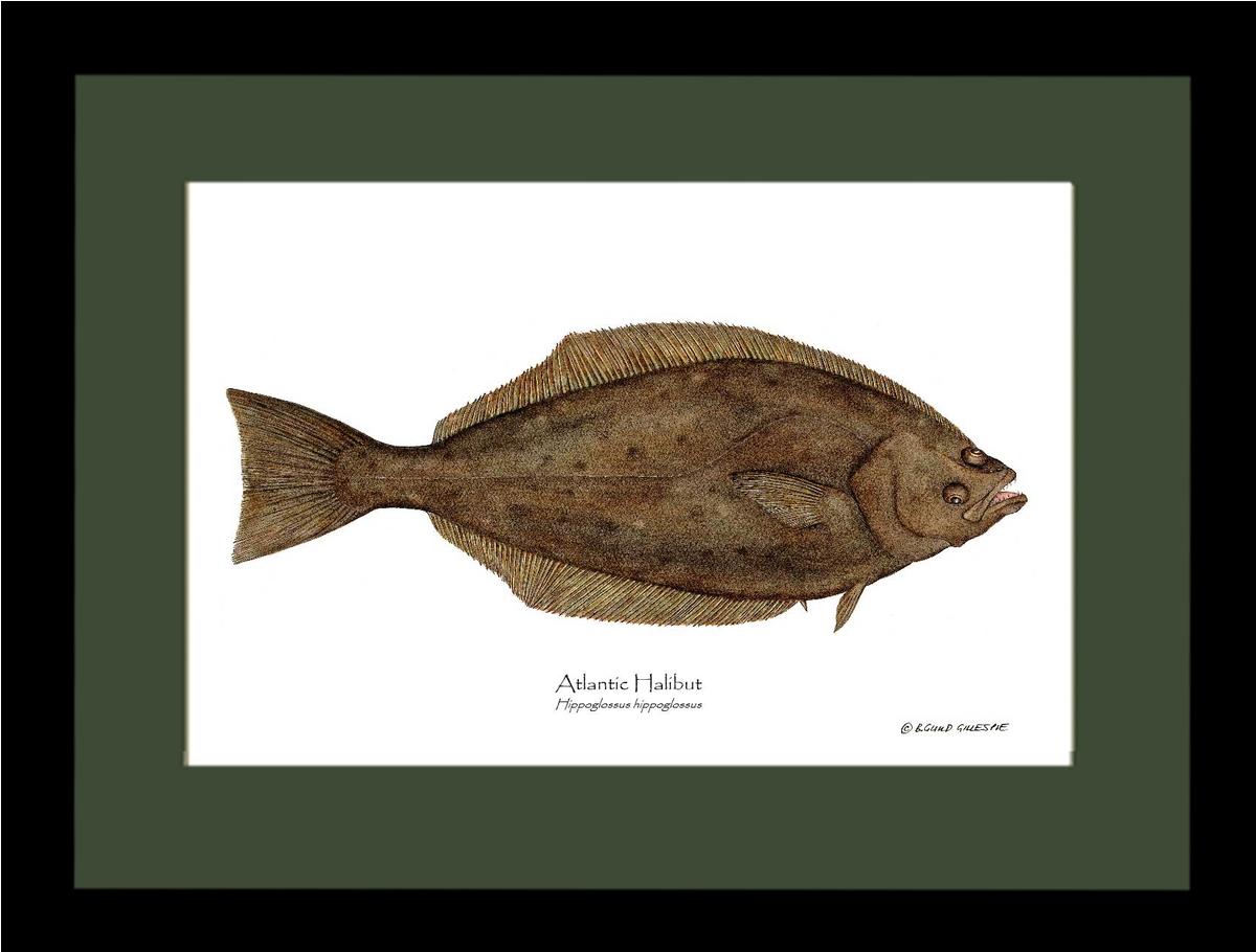 Halibut Hippoglossus hippoglossus | Wall Art Fish Print