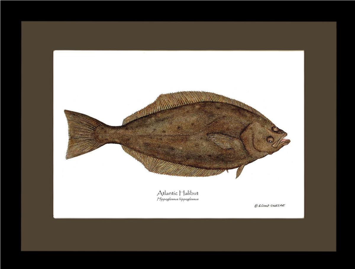 Halibut Hippoglossus hippoglossus | Wall Art Fish Print
