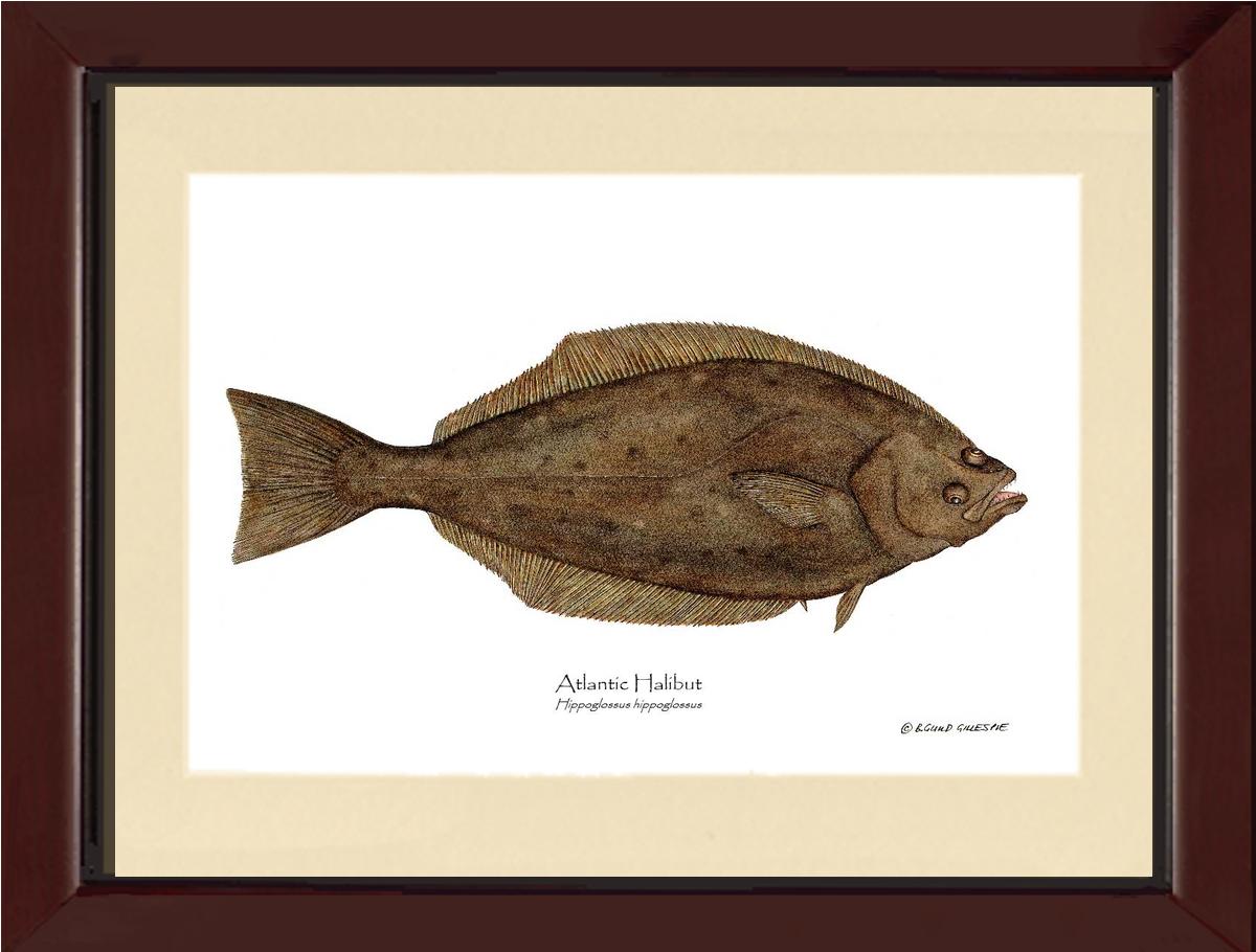 Halibut Hippoglossus hippoglossus | Wall Art Fish Print