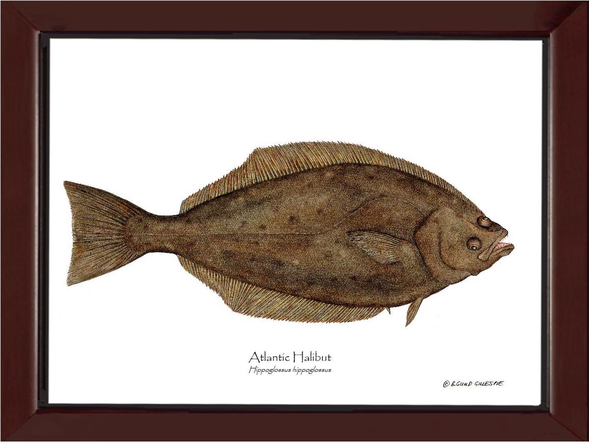 Halibut Hippoglossus hippoglossus | Wall Art Fish Print