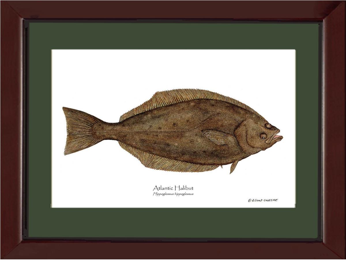 Halibut Hippoglossus hippoglossus | Wall Art Fish Print