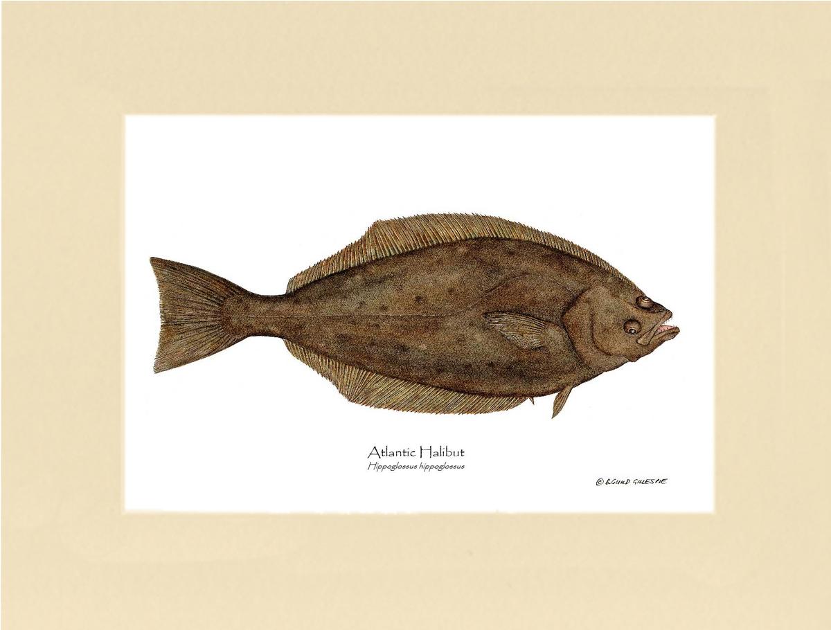 Halibut Hippoglossus hippoglossus | Wall Art Fish Print