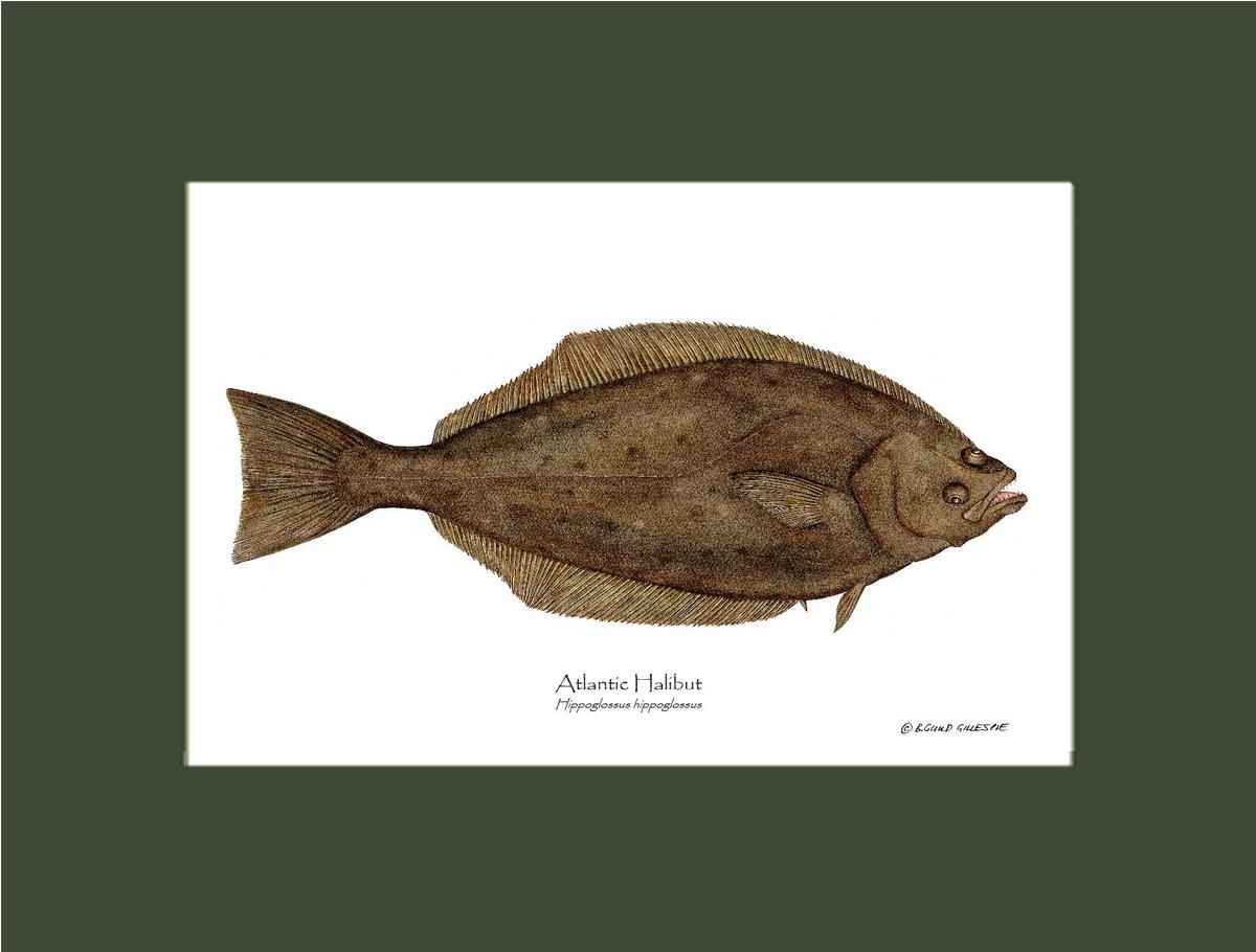 Halibut Hippoglossus hippoglossus | Wall Art Fish Print