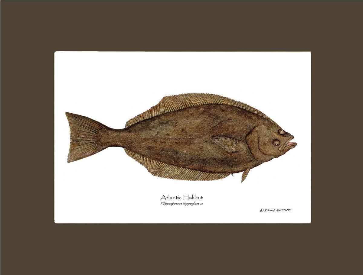 Halibut Hippoglossus hippoglossus | Wall Art Fish Print