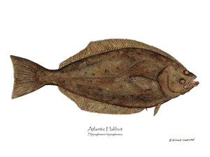 Fish Print: Halibut Hippoglossus hippoglossus