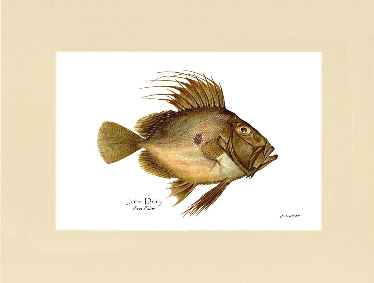Fish Print: John Dory Zeus Faber – Charting Nature