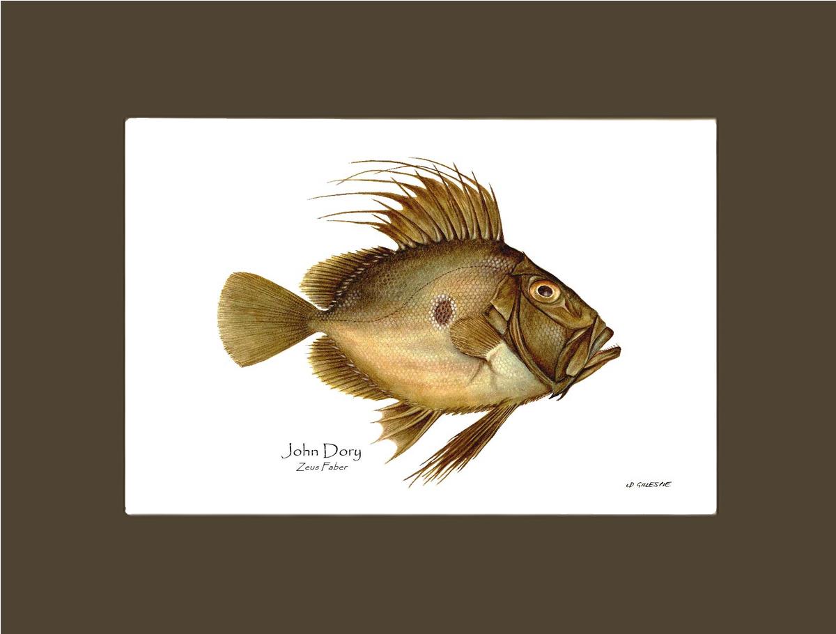 Fish Print: John Dory Zeus Faber – Charting Nature