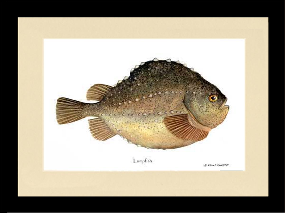 Lumpfish Cyclopterus lumpus | Wall Art Fish Print