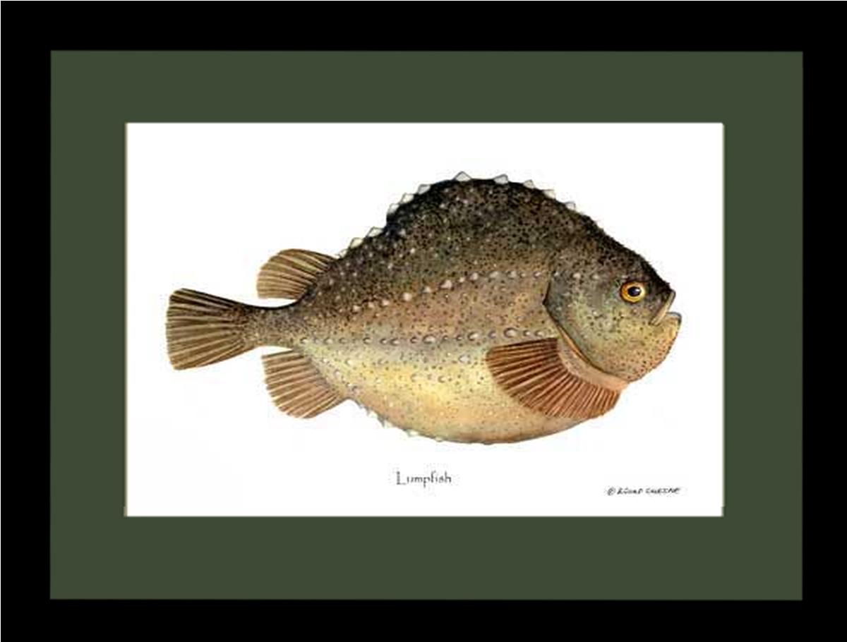 Lumpfish Cyclopterus lumpus | Wall Art Fish Print
