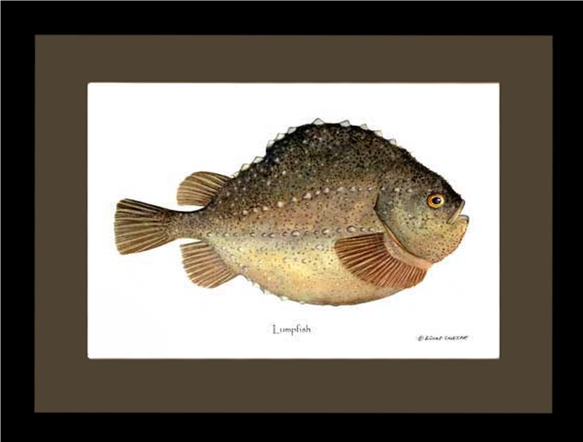 Lumpfish Cyclopterus lumpus | Wall Art Fish Print