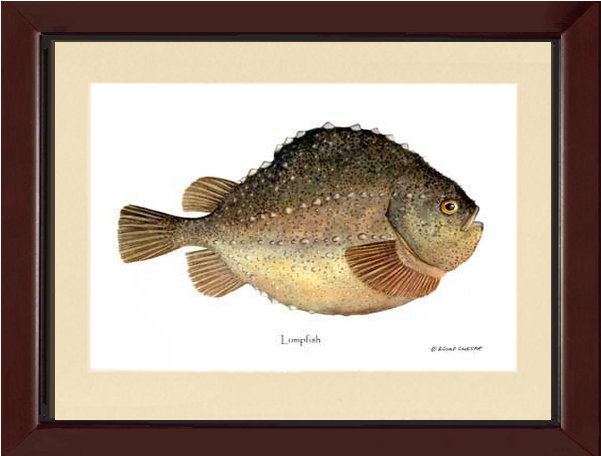 Lumpfish Cyclopterus lumpus | Wall Art Fish Print