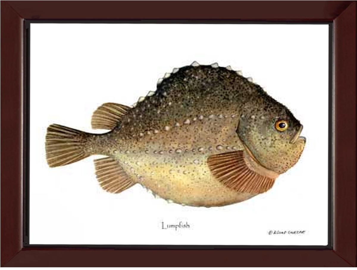 Lumpfish Cyclopterus lumpus | Wall Art Fish Print