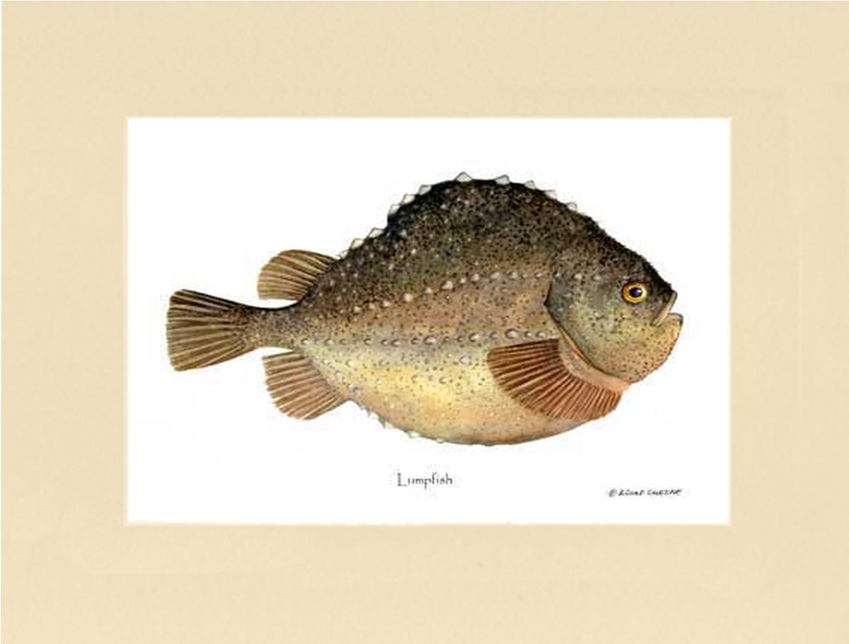 Lumpfish Cyclopterus lumpus | Wall Art Fish Print