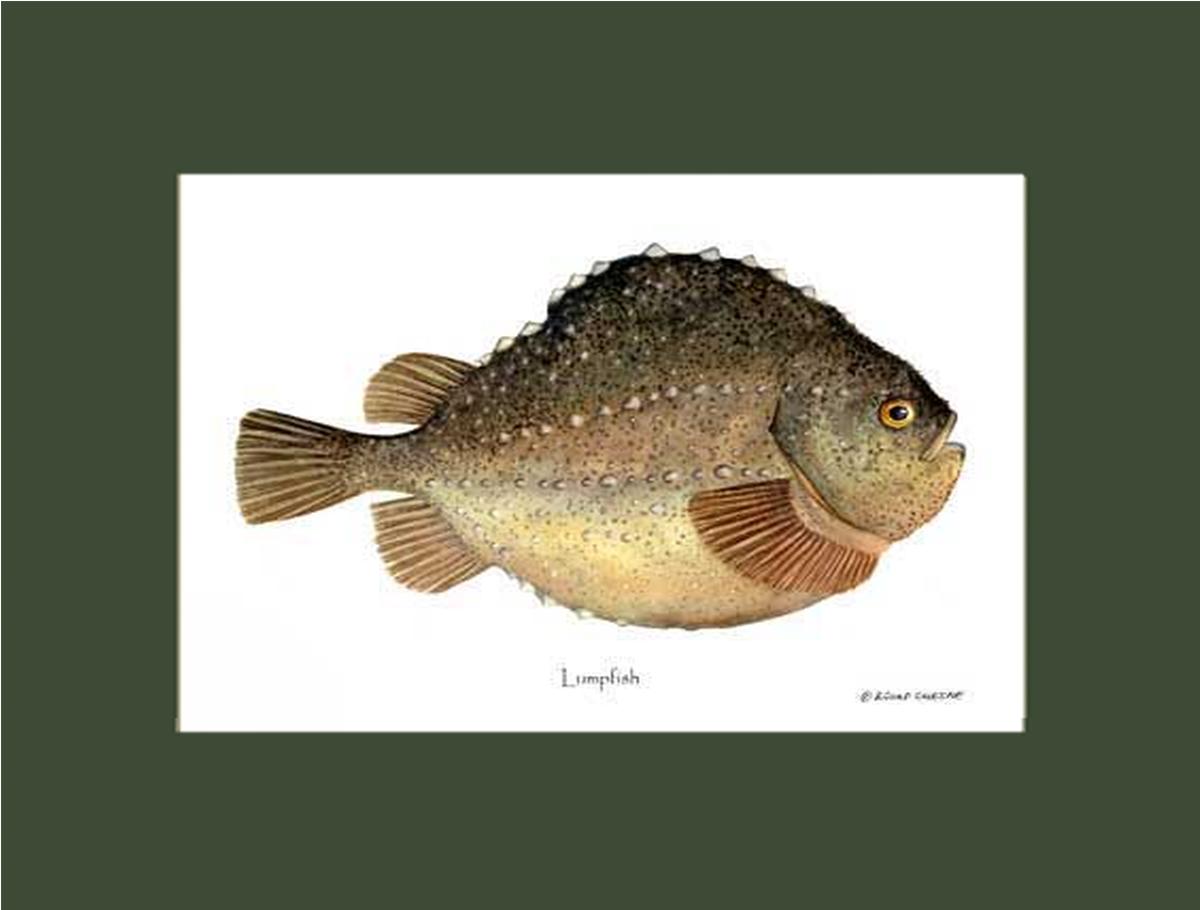 Lumpfish Cyclopterus lumpus | Wall Art Fish Print