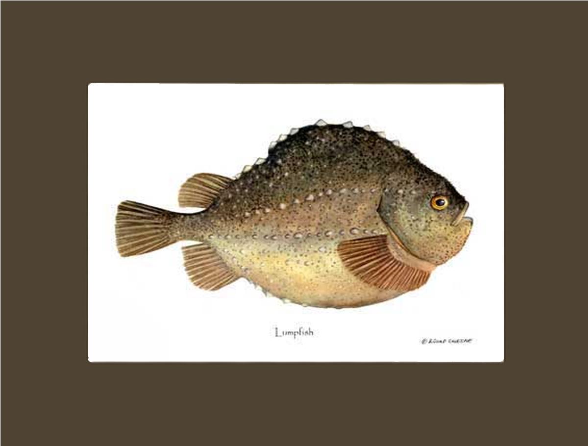 Lumpfish Cyclopterus lumpus | Wall Art Fish Print