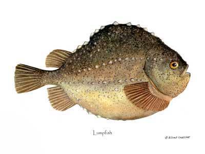 Lumpfish Cyclopterus lumpus | Wall Art Fish Print