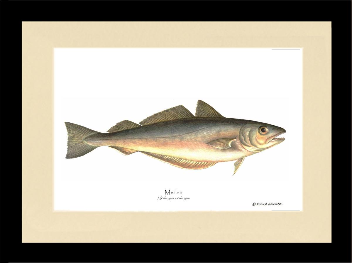 Merlan Merlangius merlangus | Wall Art Fish Print