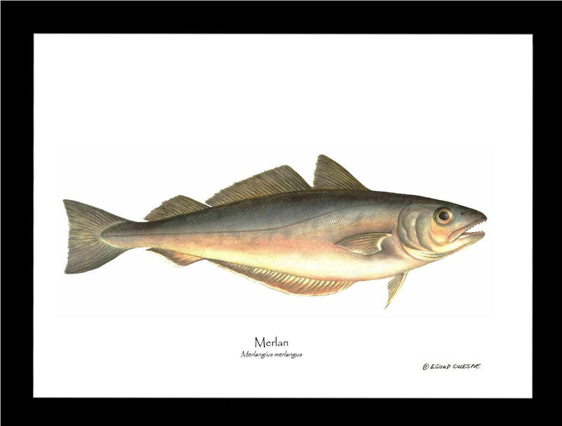 Fish Print: Merlan Merlangius merlangus – Charting Nature