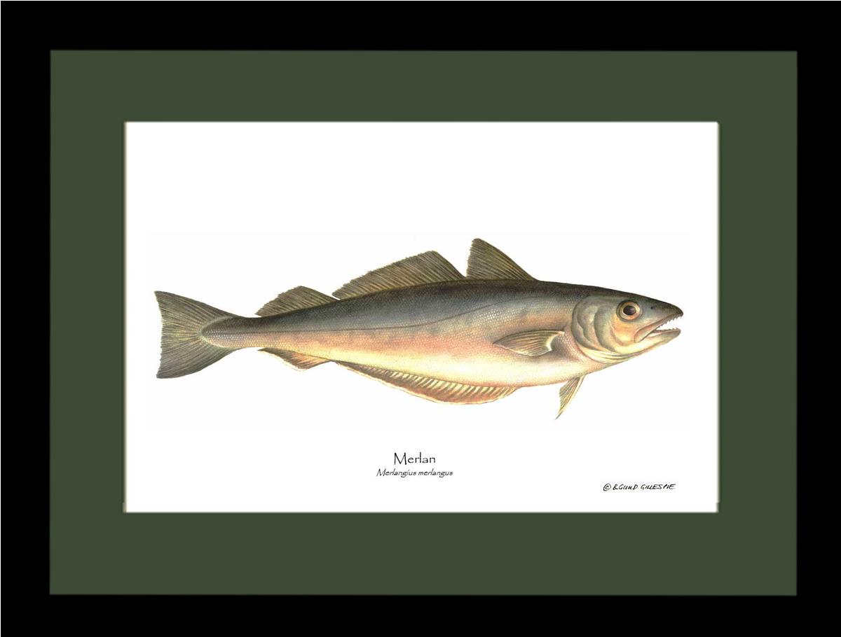 Merlan Merlangius merlangus | Wall Art Fish Print