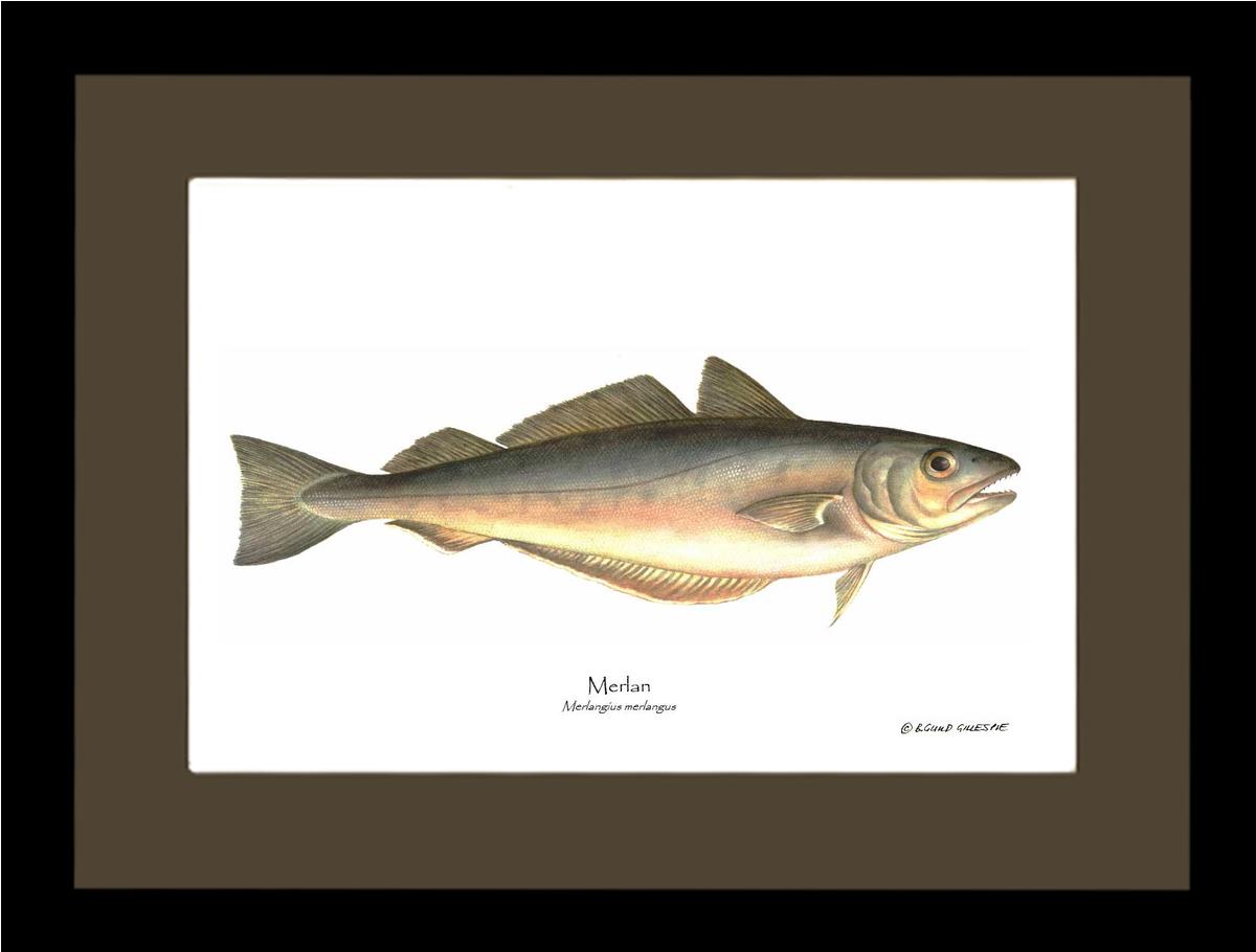 Merlan Merlangius merlangus | Wall Art Fish Print