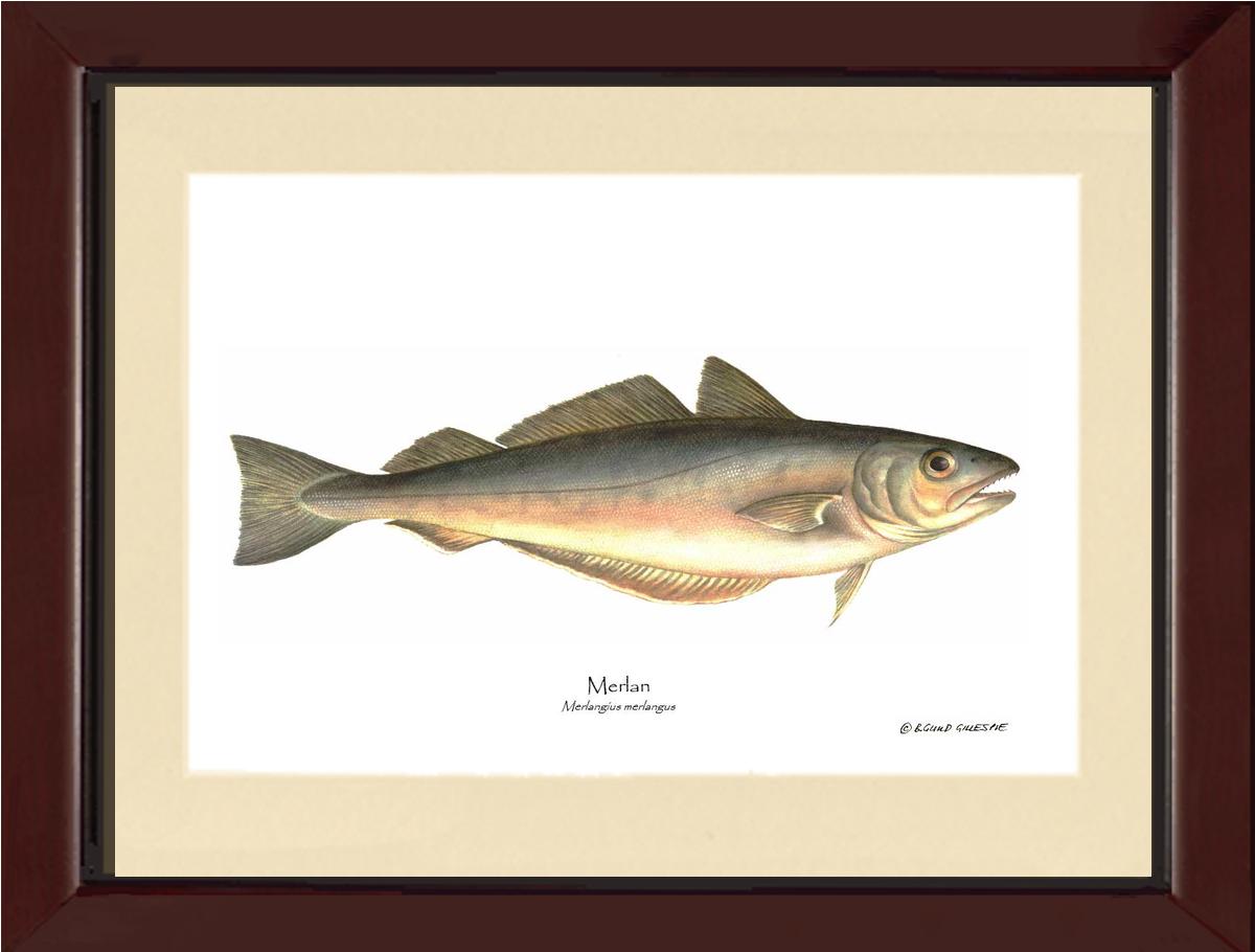 Merlan Merlangius merlangus | Wall Art Fish Print