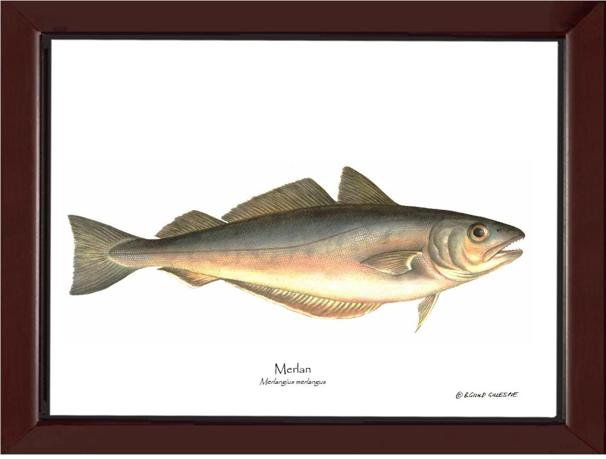 Merlan Merlangius merlangus | Wall Art Fish Print