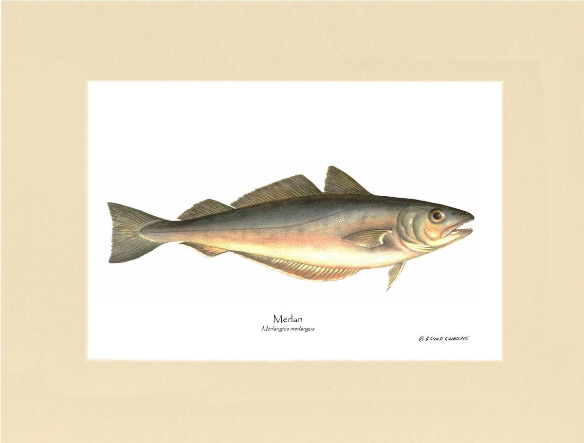 Merlan Merlangius merlangus | Wall Art Fish Print