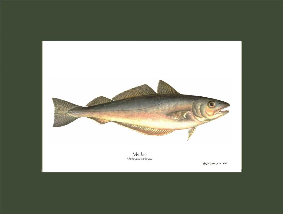 Merlan Merlangius merlangus | Wall Art Fish Print