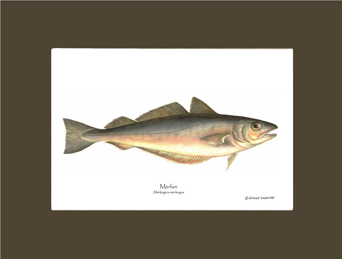 Merlan Merlangius merlangus | Wall Art Fish Print