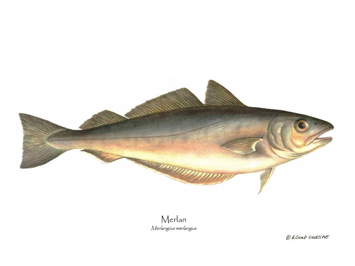 Merlan Merlangius merlangus | Wall Art Fish Print