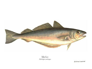 Fish Print: Merlan Merlangius merlangus
