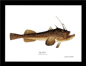 Monkfish Lophilus americanus
