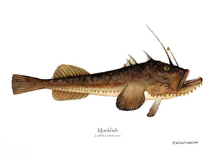 Fish Print: Monkfish Lophilus americanus