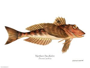 Fish Print: Northern Sea Robin Prinotus carolinus