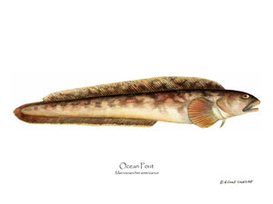 Fish Print: Ocean Pout Macrozoarches americanus
