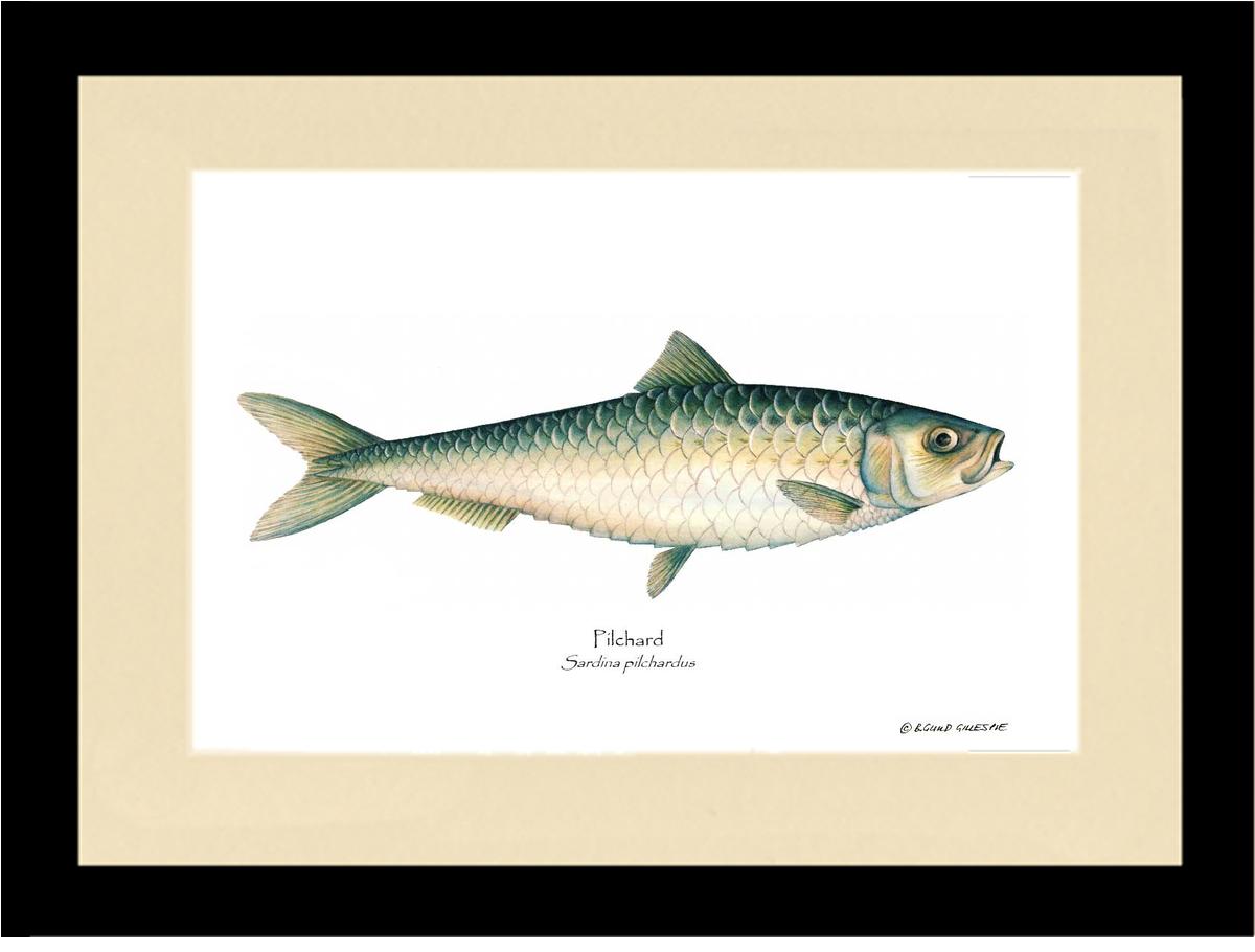 Fish Print: Pilchard Sardina pilchardus – Charting Nature