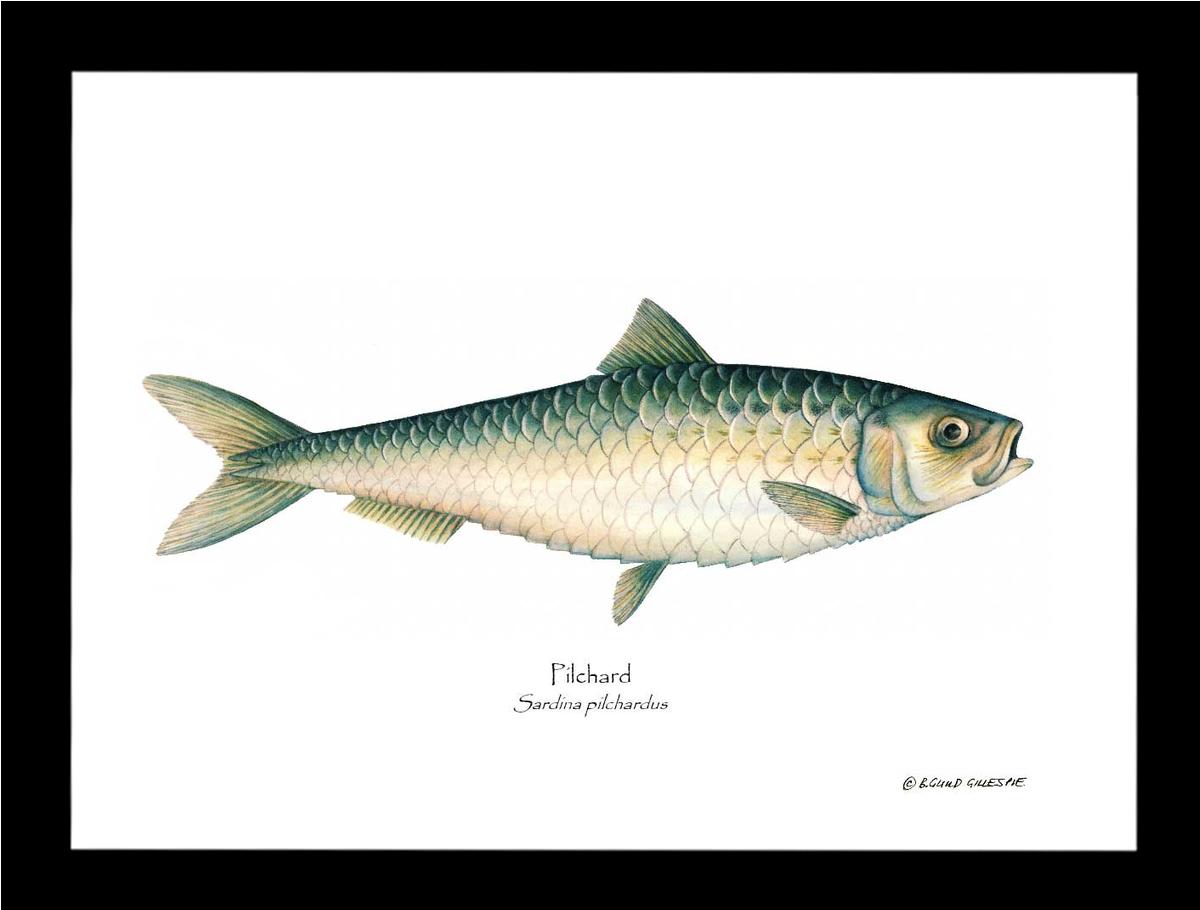 sardina_pilchardus様用 Fish Print: Pilchard Sardina pilchardus – Charting Nature