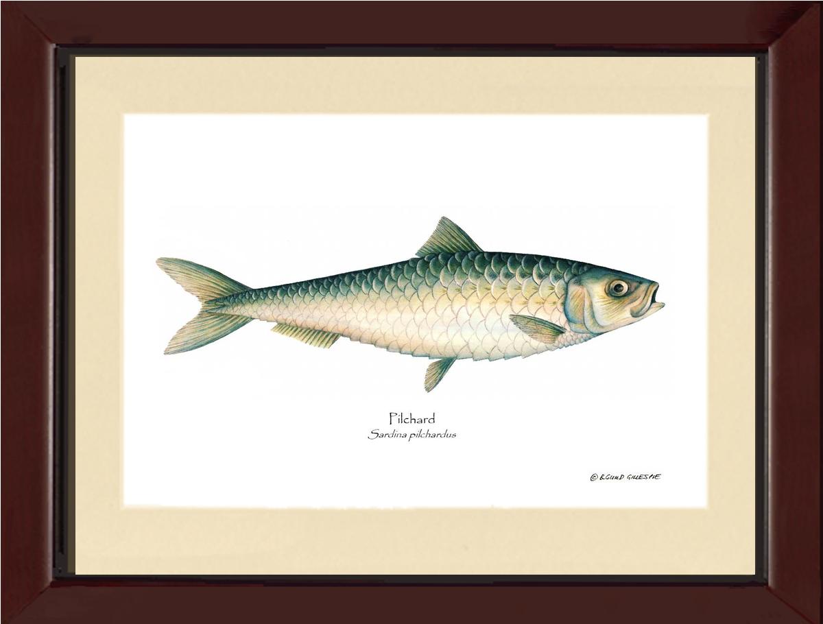 sardina_pilchardus様用 Fish Print: Pilchard Sardina pilchardus – Charting Nature